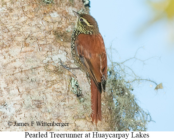 Pearled Treerunner - &copy; James F Wittenberger and Exotic Birding LLC