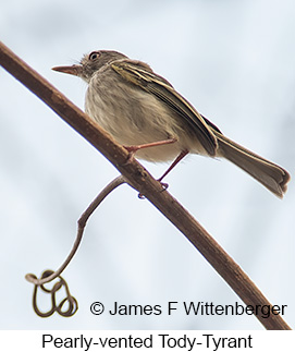 Pearly-vented Tody-Tyrant - © James F Wittenberger and Exotic Birding LLC Pearly-vented Tody-Tyrant - © James F Wittenberger and Exotic Birding LLC
