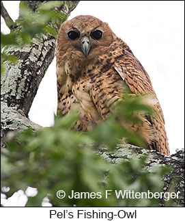 Pel's Fishing-Owl - © James F Wittenberger and Exotic Birding LLC