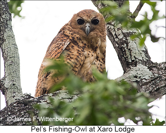 Pel's Fishing-Owl - © James F Wittenberger and Exotic Birding LLC Pel's Fishing-Owl - © James F Wittenberger and Exotic Birding LLC