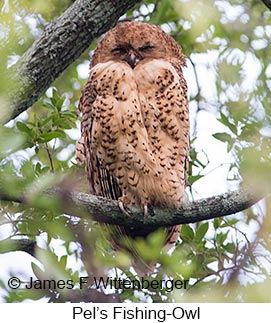 Pel's Fishing-Owl - © James F Wittenberger and Exotic Birding LLC