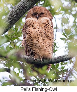 Pel's Fishing-Owl - © James F Wittenberger and Exotic Birding LLC