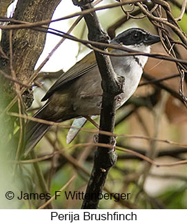 Perija Brushfinch - © James F Wittenberger and Exotic Birding LLC