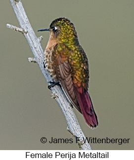 Perija Metaltail - © James F Wittenberger and Exotic Birding LLC