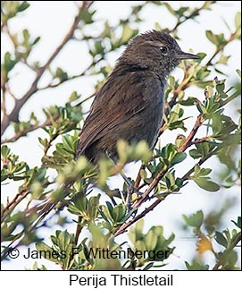 Perija Thistletail - © James F Wittenberger and Exotic Birding LLC