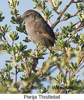 Perija Thistletail - © James F Wittenberger and Exotic Birding LLC