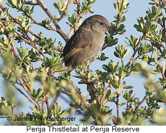 Perija Thistletail - © James F Wittenberger and Exotic Birding LLC