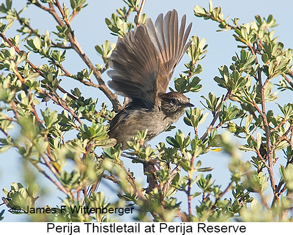 Perija Thistletail - © James F Wittenberger and Exotic Birding LLC