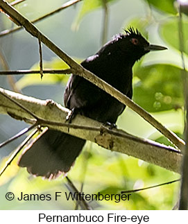 Pernambuco-fire Eye - © James F Wittenberger and Exotic Birding LLC