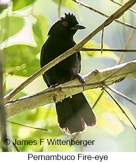 Pernambuco-fire Eye - © James F Wittenberger and Exotic Birding LLC