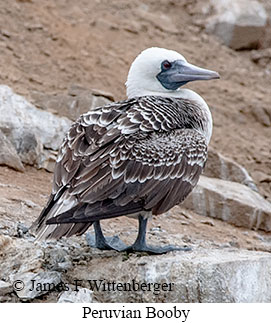 Peruvian Booby - © James F Wittenberger and Exotic Birding LLC