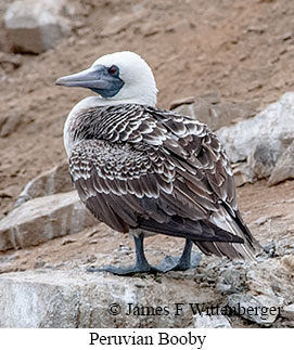 Peruvian Booby - © James F Wittenberger and Exotic Birding LLC