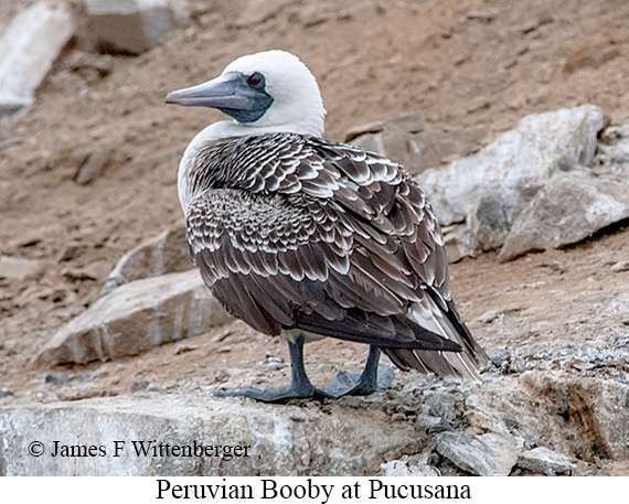 Peruvian Booby - © James F Wittenberger and Exotic Birding LLC