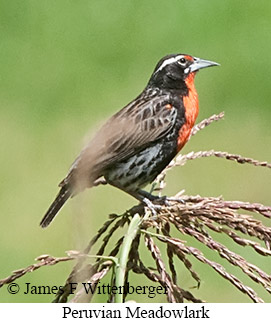 Peruvian Meadowlark - &copy; James F Wittenberger and Exotic Birding LLC