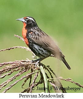 Peruvian Meadowlark - &copy; James F Wittenberger and Exotic Birding LLC
