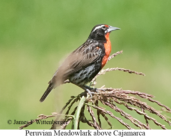 Peruvian Meadowlark - &copy; James F Wittenberger and Exotic Birding LLC