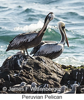 Peruvian Pelican - © James F Wittenberger and Exotic Birding LLC Peruvian Pelican - © James F Wittenberger and Exotic Birding LLC