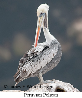 Peruvian Pelican - © James F Wittenberger and Exotic Birding LLC