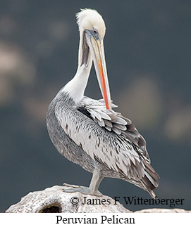 Peruvian Pelican - © James F Wittenberger and Exotic Birding LLC