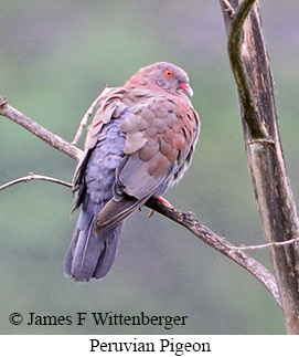 Peruvian Pigeon - &copy; James F Wittenberger and Exotic Birding LLC