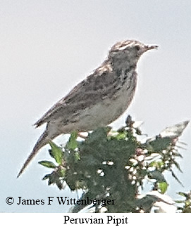 Peruvian Pipit - © James F Wittenberger and Exotic Birding LLC