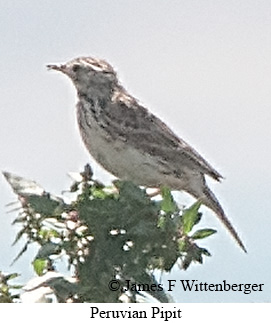 Peruvian Pipit - © James F Wittenberger and Exotic Birding LLC