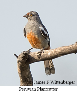 Peruvian Plantcutter - &copy; James F Wittenberger and Exotic Birding LLC