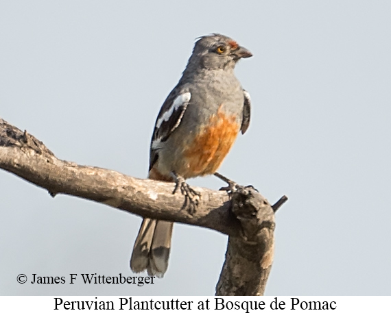 Peruvian Plantcutter - &copy; James F Wittenberger and Exotic Birding LLC