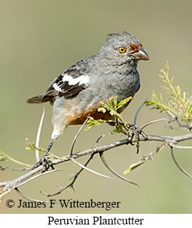 Peruvian Plantcutter - &copy; James F Wittenberger and Exotic Birding LLC