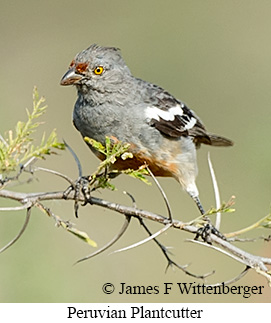 Peruvian Plantcutter - &copy; James F Wittenberger and Exotic Birding LLC