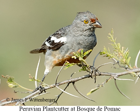 Peruvian Plantcutter - &copy; James F Wittenberger and Exotic Birding LLC