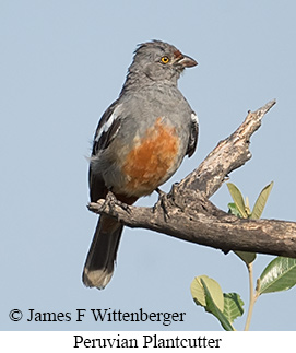 Peruvian Plantcutter - &copy; James F Wittenberger and Exotic Birding LLC