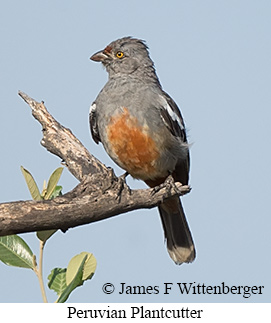 Peruvian Plantcutter - &copy; James F Wittenberger and Exotic Birding LLC