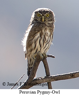 Peruvian Pygmy-Owl - © James F Wittenberger and Exotic Birding LLC