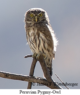 Peruvian Pygmy-Owl - © James F Wittenberger and Exotic Birding LLC