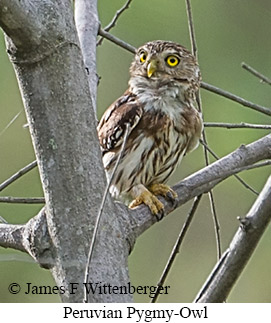 Peruvian Pygmy-Owl - &copy; James F Wittenberger and Exotic Birding LLC