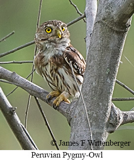 Peruvian Pygmy-Owl - &copy; James F Wittenberger and Exotic Birding LLC