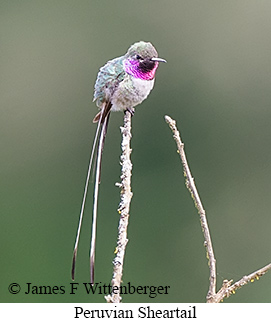 Peruvian Sheartail - &copy; James F Wittenberger and Exotic Birding LLC
