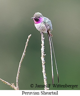 Peruvian Sheartail - &copy; James F Wittenberger and Exotic Birding LLC