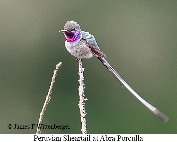 Peruvian Sheartail - &copy; James F Wittenberger and Exotic Birding LLC