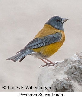 Peruvian Sierra Finch - &copy; James F Wittenberger and Exotic Birding LLC
