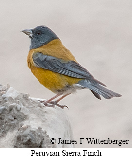 Peruvian Sierra Finch - &copy; James F Wittenberger and Exotic Birding LLC