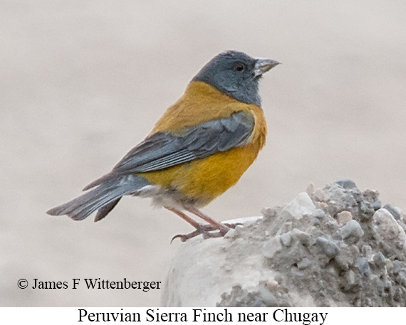 Peruvian Sierra Finch - &copy; James F Wittenberger and Exotic Birding LLC