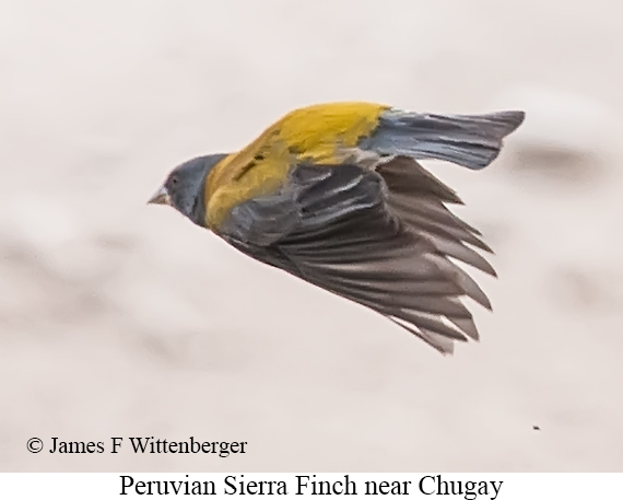 Peruvian Sierra Finch - &copy; James F Wittenberger and Exotic Birding LLC