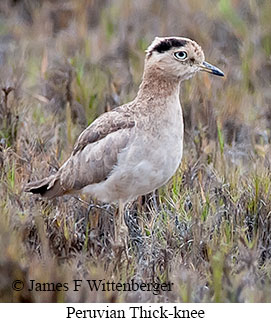 Peruvian Thick-knee - © James F Wittenberger and Exotic Birding LLC