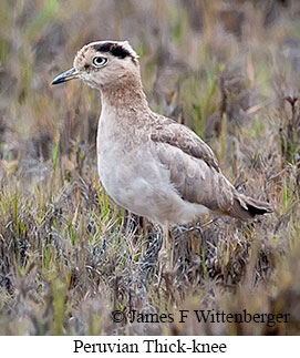 Peruvian Thick-knee - © James F Wittenberger and Exotic Birding LLC