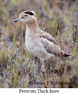 Peruvian Thick-knee - © James F Wittenberger and Exotic Birding LLC Peruvian Thick-knee - © James F Wittenberger and Exotic Birding LLC