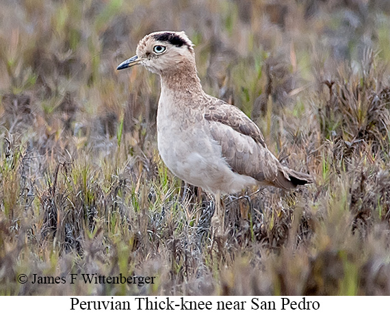 Peruvian Thick-knee - © James F Wittenberger and Exotic Birding LLC