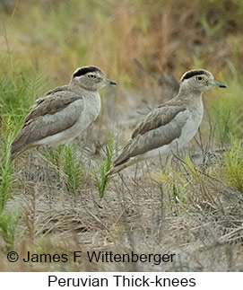 Peruvian Thick-knee - © James F Wittenberger and Exotic Birding LLC Peruvian Thick-knee - © James F Wittenberger and Exotic Birding LLC