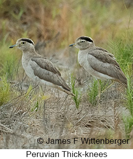 Peruvian Thick-knee - &copy; James F Wittenberger and Exotic Birding LLC
